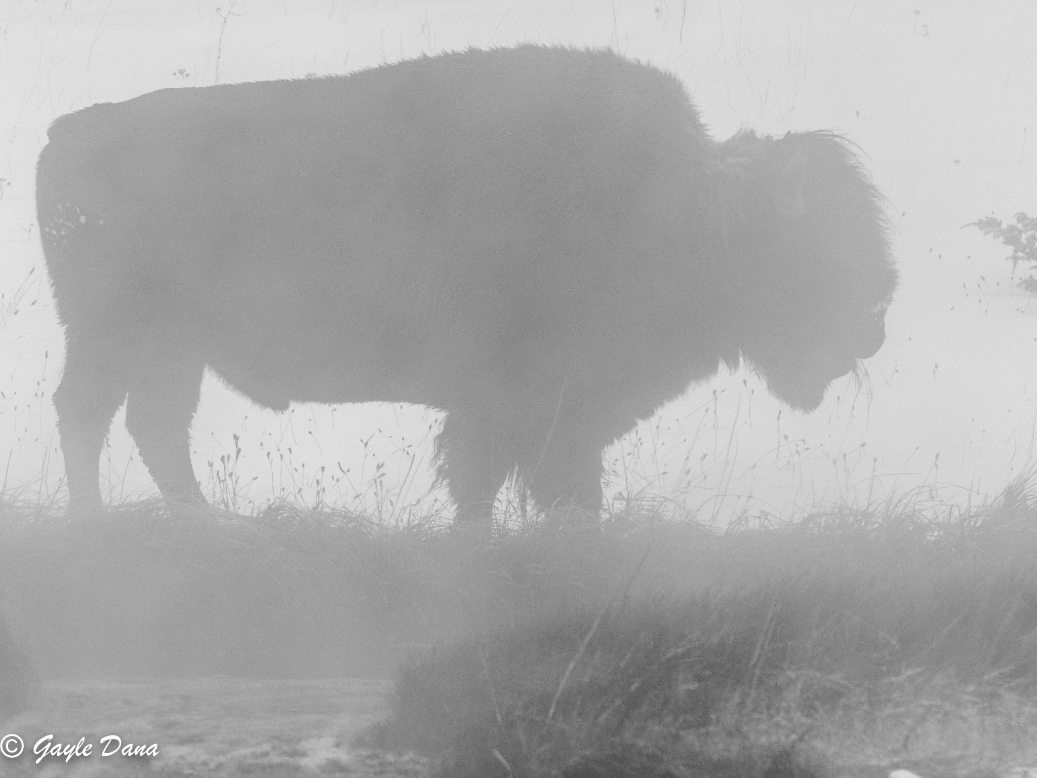 Bison in mist